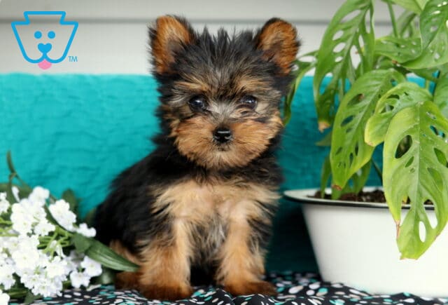 Charming Yorkie puppy with a fluffy black and tan coat sitting beside a cluster of white flowers and a green monstera plant, set against a teal background and patterned surface. image