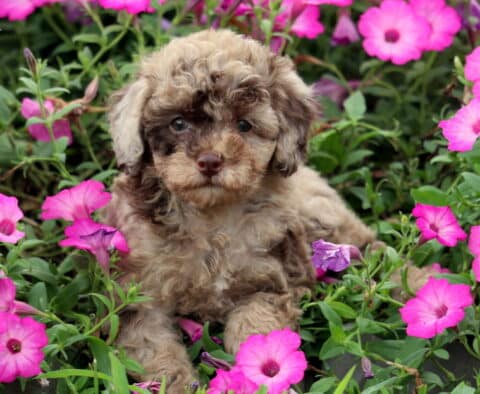 Kendra Mini Poodle