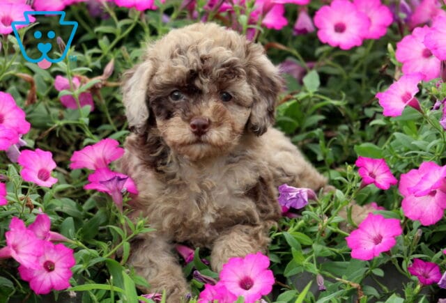 Kendra Mini Poodle image
