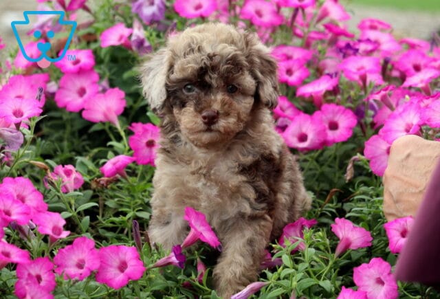 Kendra Mini Poodle2 image