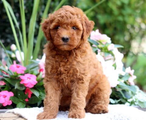 Kendrick Mini Goldendoodle
