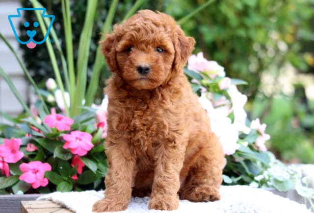 Kendrick Mini Goldendoodle image