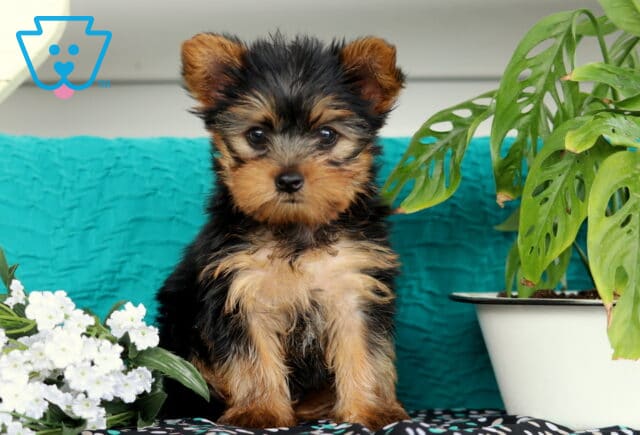 Tiny Yorkie puppy with alert ears and a shiny black and tan coat sitting between a bunch of white flowers and a leafy green plant, against a teal textured backdrop. image