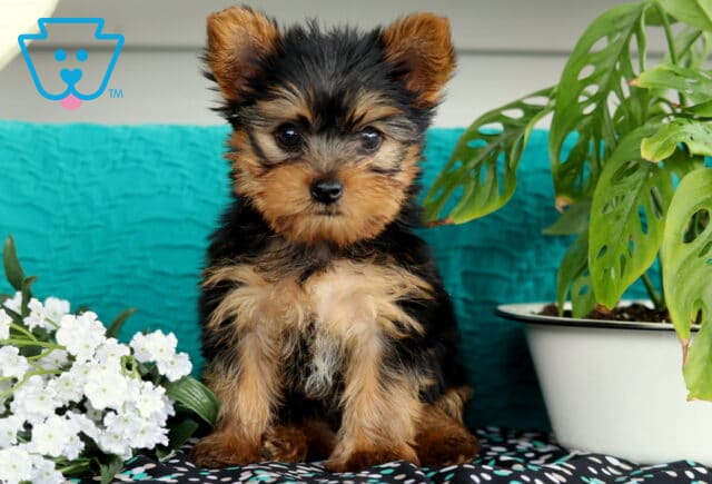 Wide-eyed Yorkshire Terrier puppy with soft black and tan fur sitting sweetly between a bunch of white flowers and a potted monstera plant, backed by a teal fabric and patterned surface. image