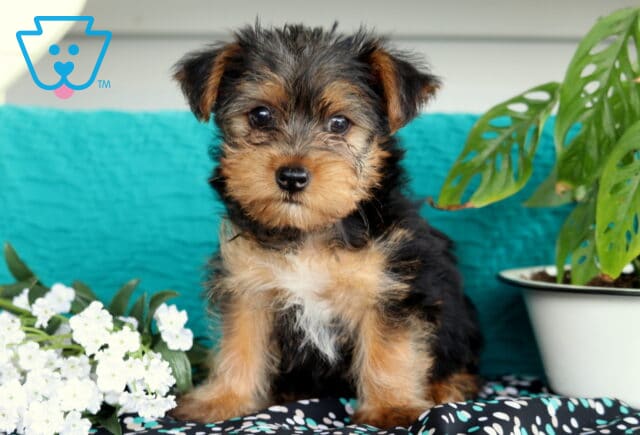 Yorkshire Terrier puppy with a slightly tousled black and tan coat sitting on a patterned fabric between a pot of white flowers and a leafy green plant, framed by a teal backdrop. image