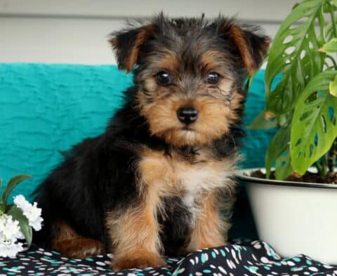 Kevin Yorkie2