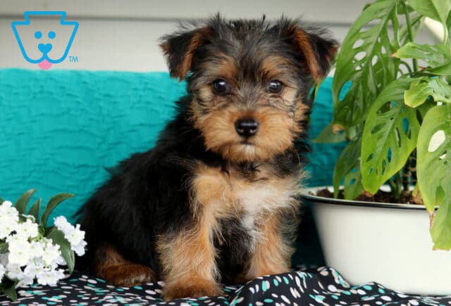 Yorkie puppy with a soft, slightly scruffy black and tan coat sitting calmly near white flowers and a vibrant green potted plant, with a teal background adding a pop of color. image