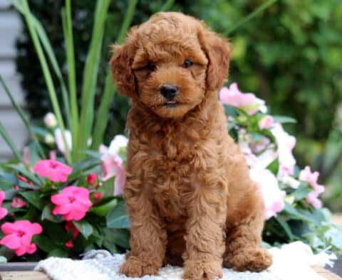 Keyla Mini Goldendoodle