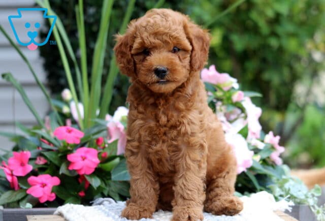 Keyla Mini Goldendoodle image