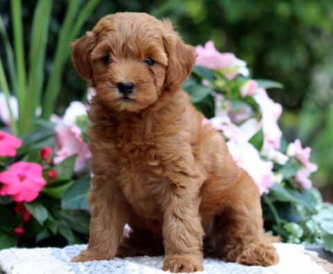 Khloe Mini Goldendoodle