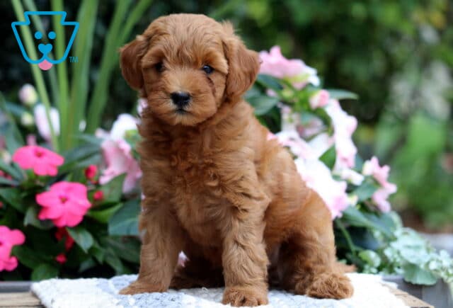 Khloe Mini Goldendoodle image