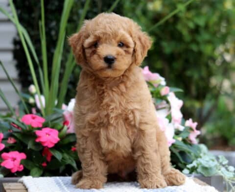 King Mini Goldendoodle