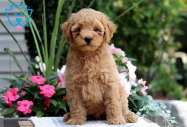 King Mini Goldendoodle image