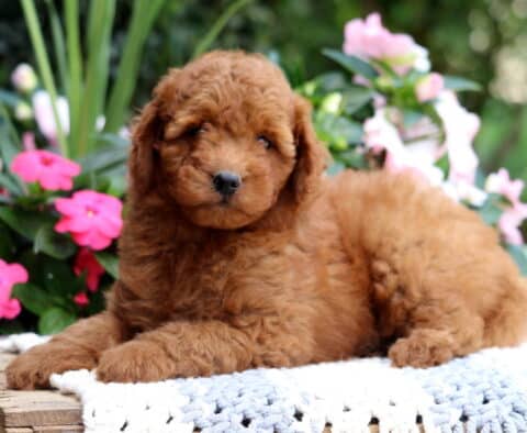 Kipper Mini Goldendoodle