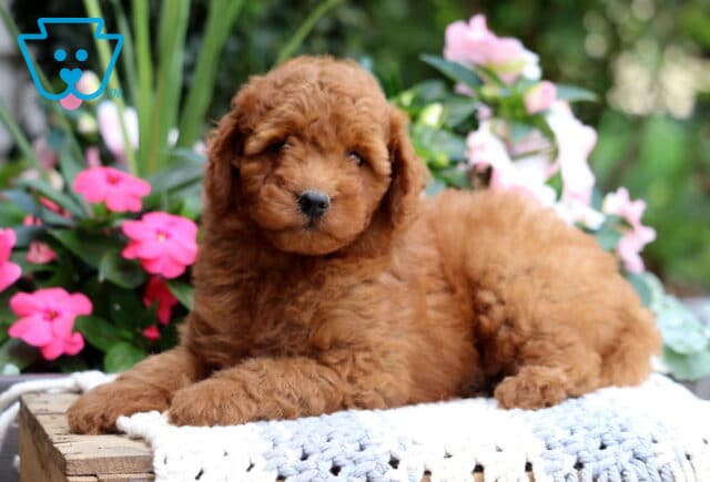 Kipper Mini Goldendoodle image