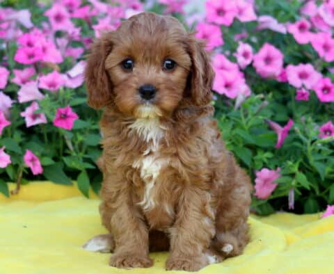 Sweet Cavapoo puppy with soft red fur, white markings on the chest and paws, sitting on a yellow blanket with a backdrop of blooming pink flowers.