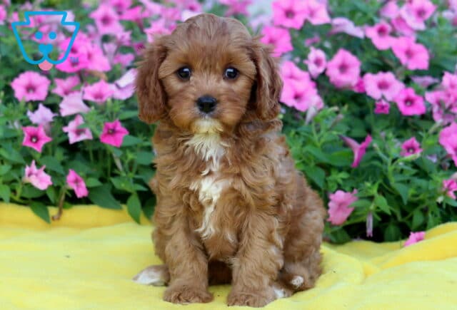 Sweet Cavapoo puppy with soft red fur, white markings on the chest and paws, sitting on a yellow blanket with a backdrop of blooming pink flowers. image