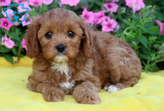 Reddish Cavapoo puppy with a white chest and paws lying on a soft yellow blanket, framed by lush greenery and blooming pink petunias. image