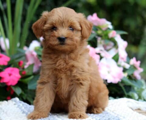 Kira Mini Goldendoodle