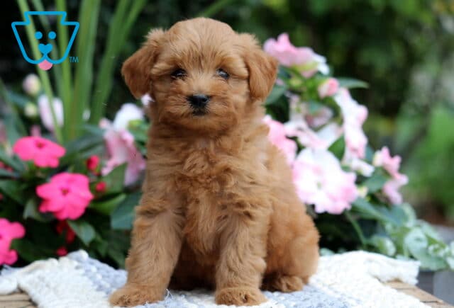 Kira Mini Goldendoodle image