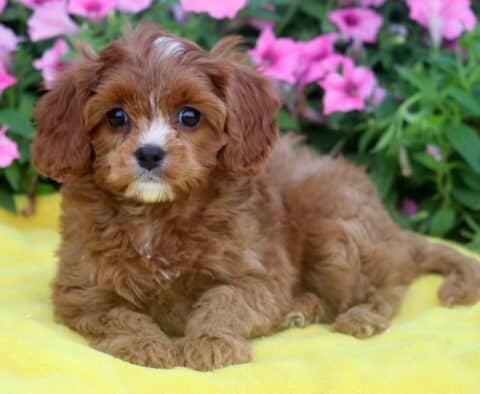 Adorable Cavapoo puppy with soft reddish-brown fur and white markings on its face and chest, lying on a bright yellow blanket with pink flowers in the background.