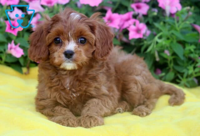 Adorable Cavapoo puppy with soft reddish-brown fur and white markings on its face and chest, lying on a bright yellow blanket with pink flowers in the background. image