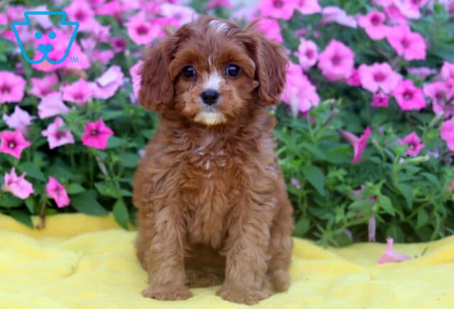 Fluffy Cavapoo puppy with reddish-brown fur and a white patch on its face sitting on a yellow blanket, surrounded by bright pink flowers in full bloom. image