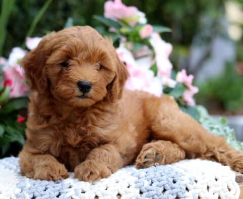 Kiwi Mini Goldendoodle