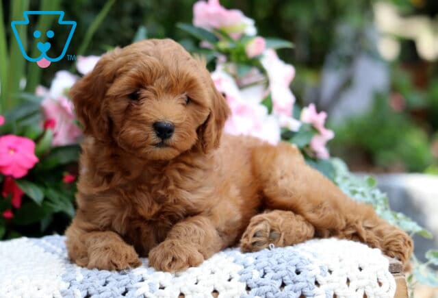 Kiwi Mini Goldendoodle image