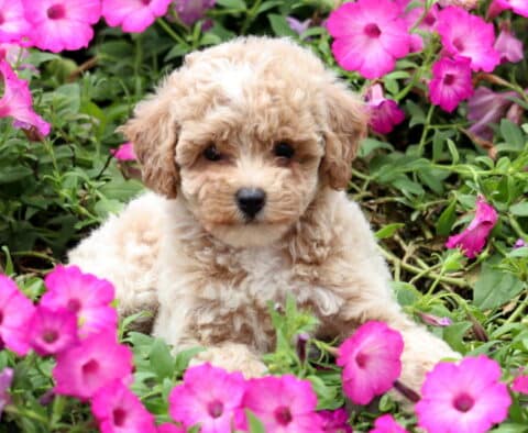 Kiwi Mini Poodle