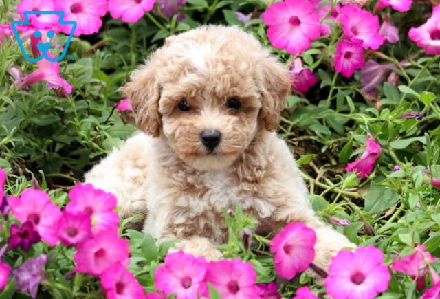 Kiwi Mini Poodle image