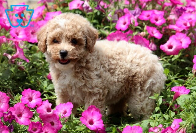 Kiwi Mini Poodle2 image