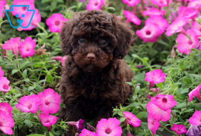 Fluffy chocolate brown mini Poodle puppy sitting among bright pink flowers, gazing sweetly at the camera. image
