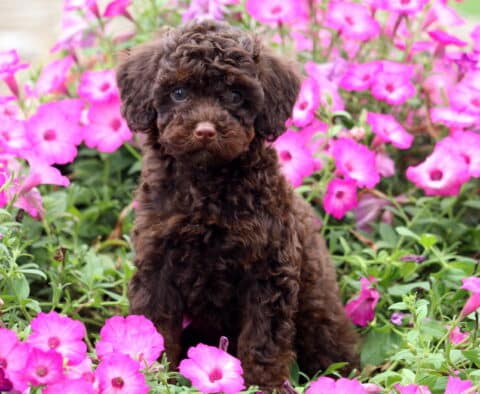Koko Mini Poodle2