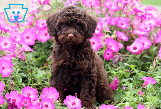 Curly-coated chocolate mini Poodle puppy sitting upright among blooming pink flowers, looking sweetly at the camera. image