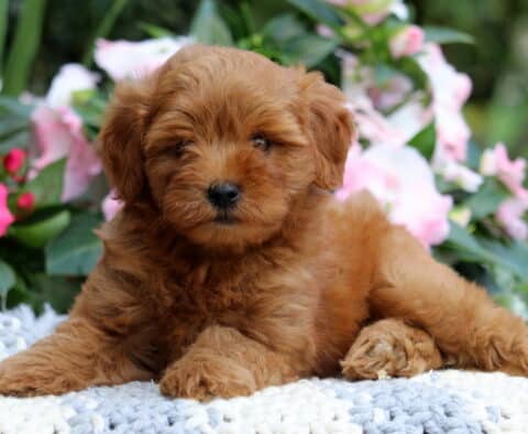 Kolby Mini Goldendoodle