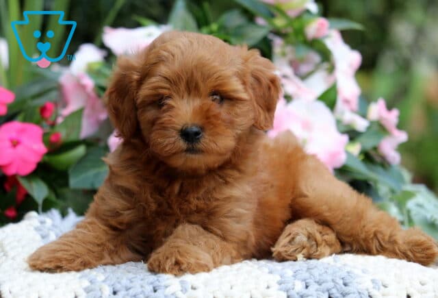 Kolby Mini Goldendoodle image