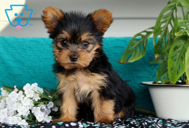 Adorable Yorkshire Terrier puppy with soft black and tan fur sitting beside white flowers and a potted plant, posing sweetly on a patterned fabric with a teal backdrop. image