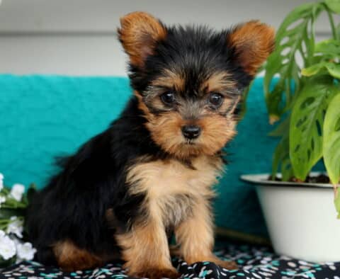 Krista Yorkie2
