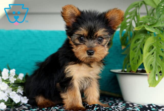 Sweet-faced Yorkie puppy with silky black and tan fur sitting upright near white flowers and a leafy green plant, with a bright teal background adding a cheerful touch. image