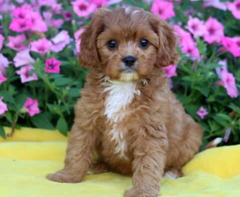 Charming Cavapoo puppy with reddish curls, a white blaze on the chest, and a tiny white mark on the forehead, sitting on a yellow blanket with pink flowers in the background.