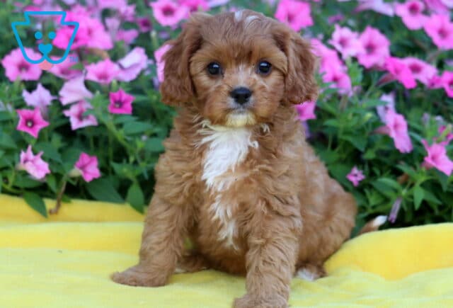 Charming Cavapoo puppy with reddish curls, a white blaze on the chest, and a tiny white mark on the forehead, sitting on a yellow blanket with pink flowers in the background. image