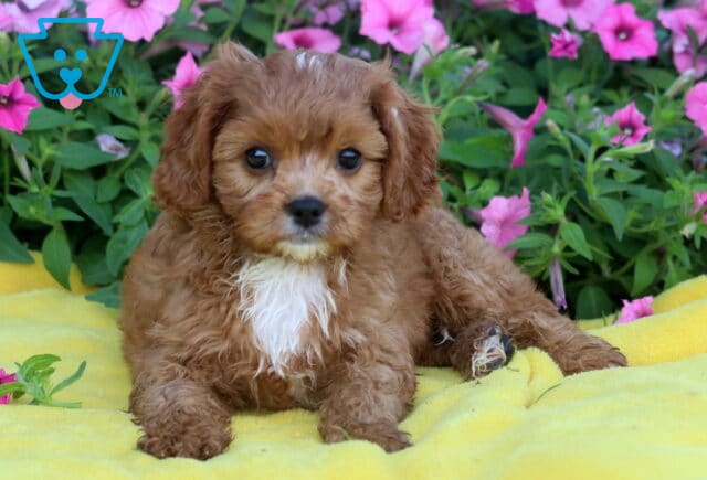 Cavapoo puppy with wavy red fur, a white chest, and a small white streak on its forehead lying on a yellow blanket, surrounded by pink flowers and green foliage. image