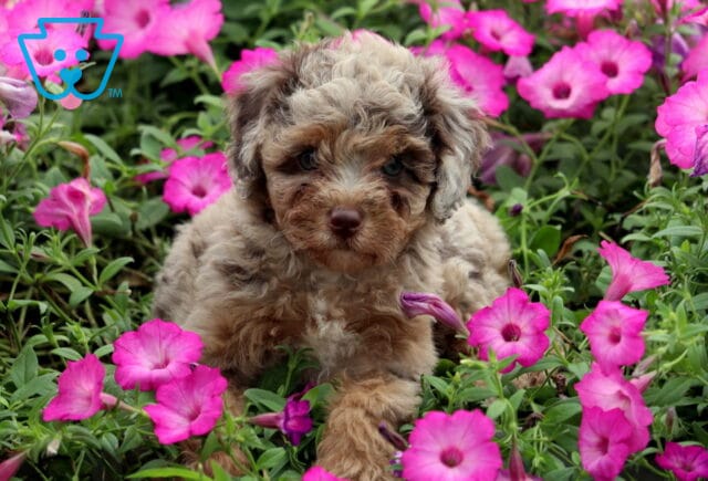 Kylie Mini Poodle image
