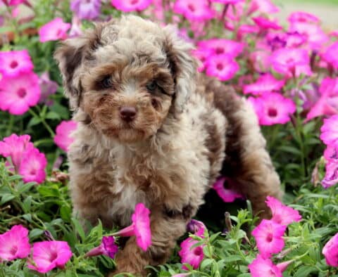 Kylie Mini Poodle2