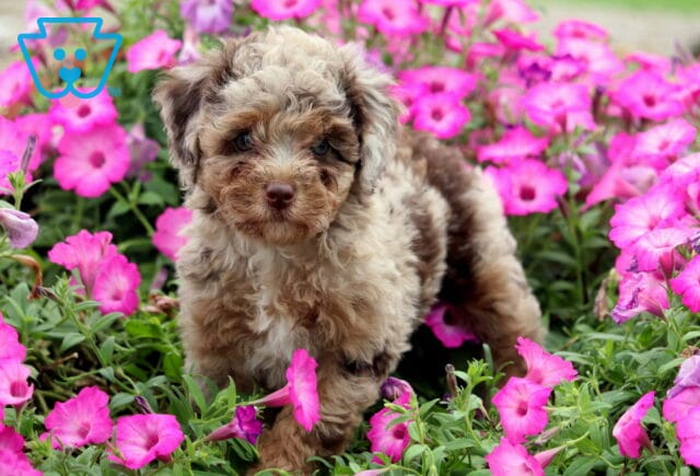 Kylie Mini Poodle2 image
