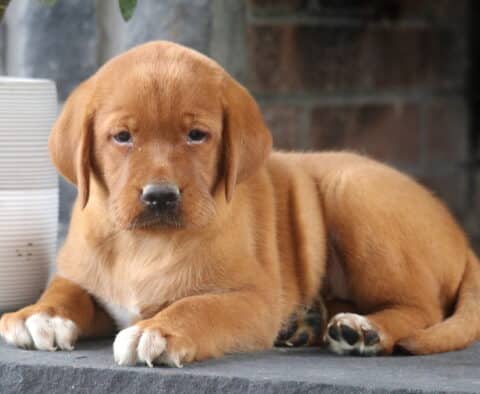Lady Fox Red Lab