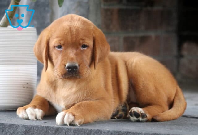 Lady Fox Red Lab image