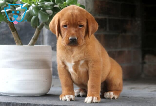 Lady Fox Red Lab2 image