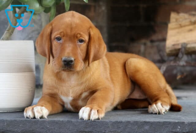 Relaxed Fox Red Labrador puppy laying on a stone hearth with white markings on its chest and paws, next to a white planter and stacked firewood. image